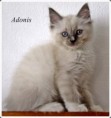 /album/adonis/adonis-9-hetes-001-jpg/